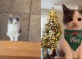 “Ele é diferente, mas perfeito”: jovem descobre que seu gatinho é anão e encontra um amigo para a vida inteira