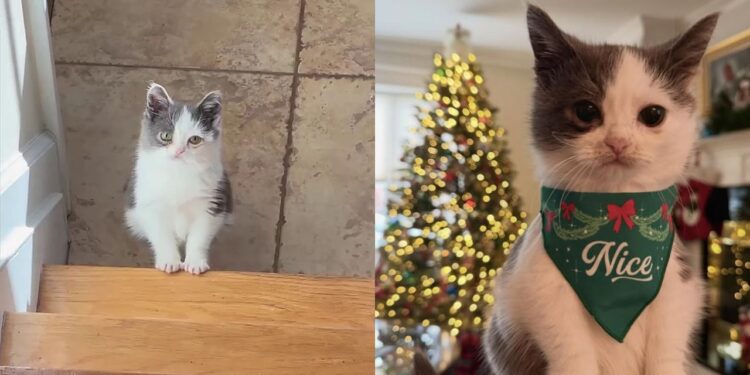 “Ele é diferente, mas perfeito”: jovem descobre que seu gatinho é anão e encontra um amigo para a vida inteira