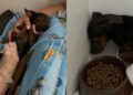Cachorrinha vitima de maus tratos, encontra conforto nas mãos que cuidam dela durante exame