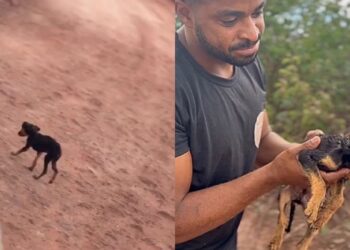 Influenciador compartilha a mudança incrível de filhote resgatado da rua e emociona internautas