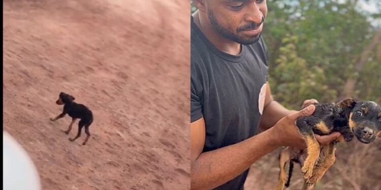 Influenciador compartilha a mudança incrível de filhote resgatado da rua e emociona internautas