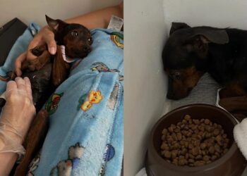 Cachorrinha vitima de maus tratos, encontra conforto nas mãos que cuidam dela durante exame