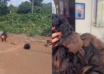 Dois cães acorrentados por anos são resgatados e caso no Rio Grande do Sul gera revolta