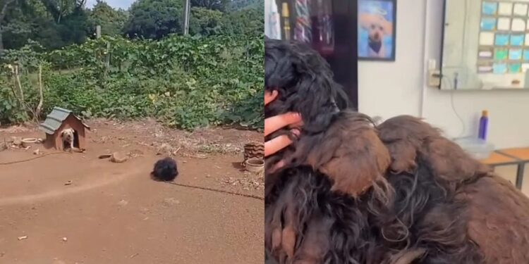 Dois cães acorrentados por anos são resgatados e caso no Rio Grande do Sul gera revolta
