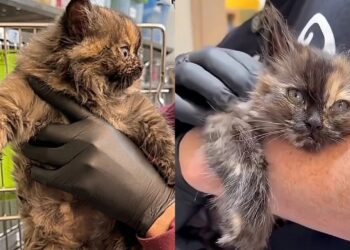 Gata chega a abrigo parecendo um balão prestes a estourar e deixa veterinários em choque