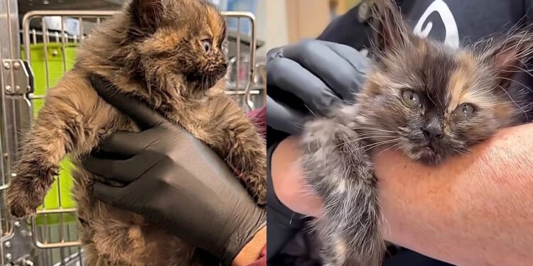 Gata chega a abrigo parecendo um balão prestes a estourar e deixa veterinários em choque