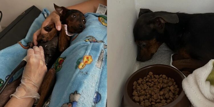 Cachorrinha vitima de maus tratos, encontra conforto nas mãos que cuidam dela durante exame