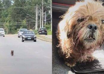 Cão é adotado após resgate, mas devolvido horas depois por algo estranho na boca