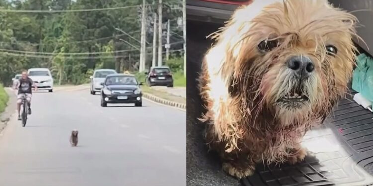 Cão é adotado após resgate, mas devolvido horas depois por algo estranho na boca