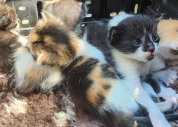 Vizinho encontra gata abandonada, ouve sons como de gatinhos perto da casa e corre para ajudar