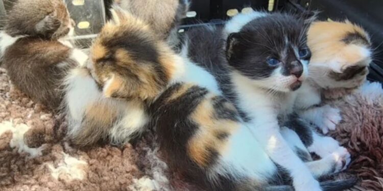 Vizinho encontra gata abandonada, ouve sons como de gatinhos perto da casa e corre para ajudar