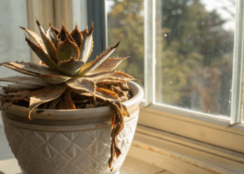 Suculentas morrendo? 5 sinais de que o excesso de água está apodrecendo a planta