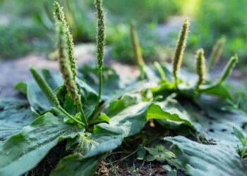 Tanchagem para a garganta: aprenda a usar essa erva poderosa em bochechos e compressas naturais