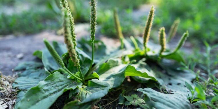 Tanchagem para a garganta: aprenda a usar essa erva poderosa em bochechos e compressas naturais