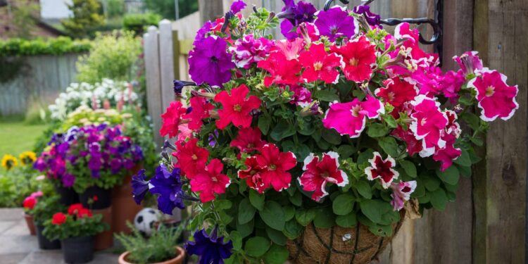 As 3 flores imortais que transformam qualquer quintal sem graça em um paraíso colorido