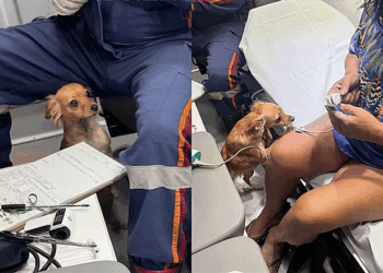 Ela percebeu que algo estava errado”: cachorrinha tenta ficar com tutora e emociona equipe do SAMU