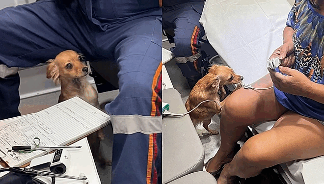 Ela percebeu que algo estava errado”: cachorrinha tenta ficar com tutora e emociona equipe do SAMU