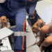 Ela percebeu que algo estava errado”: cachorrinha tenta ficar com tutora e emociona equipe do SAMU