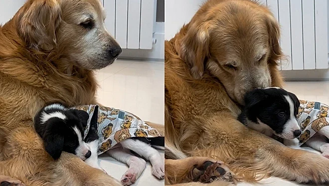 Ele não aceitava outros cães, até que uma “pulguinha” mudou tudo dentro de casa