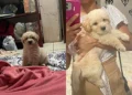Era para ser pequeno, mas poodle com shih-tzu cresce e surpreende família