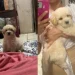 Era para ser pequeno, mas poodle com shih-tzu cresce e surpreende família