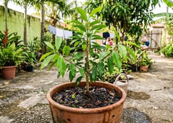 Aprenda a como plantar cravo-da-índia e colher flores aromáticas em casa