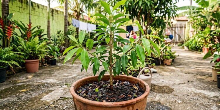 Aprenda a como plantar cravo-da-índia e colher flores aromáticas em casa