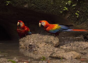 Araras-canindé voltam a sobrevoar a Floresta da Tijuca após 200 anos de ausência