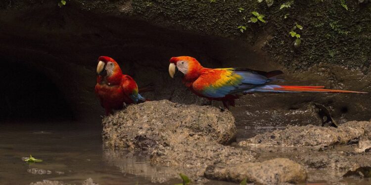 Araras-canindé voltam a sobrevoar a Floresta da Tijuca após 200 anos de ausência