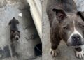 Pitbull abandonado sobrevive dois meses sozinho e mobiliza resgate em Peruíbe