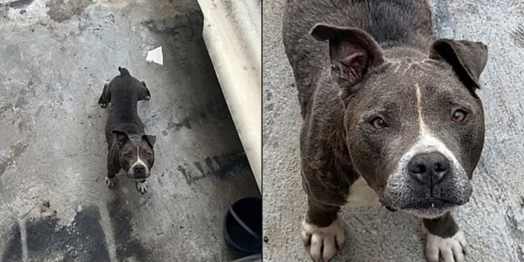 Pitbull abandonado sobrevive dois meses sozinho e mobiliza resgate em Peruíbe