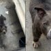 Pitbull abandonado sobrevive dois meses sozinho e mobiliza resgate em Peruíbe