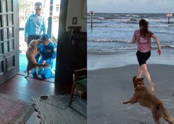 Após missão ao redor da Lua, astronauta volta para casa e emociona ao reencontrar sua cadela