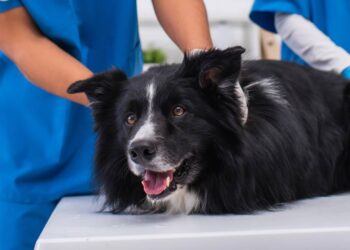 Border collie com paralisia súbita desafia medicina veterinária e emociona família com reviravolta