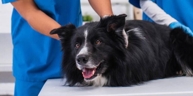 Border collie com paralisia súbita desafia medicina veterinária e emociona família com reviravolta