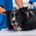 Border collie com paralisia súbita desafia medicina veterinária e emociona família com reviravolta