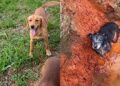 Resgate improvável mostra como um cão mudou o destino de uma cadela abandonada