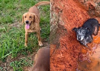 Resgate improvável mostra como um cão mudou o destino de uma cadela abandonada