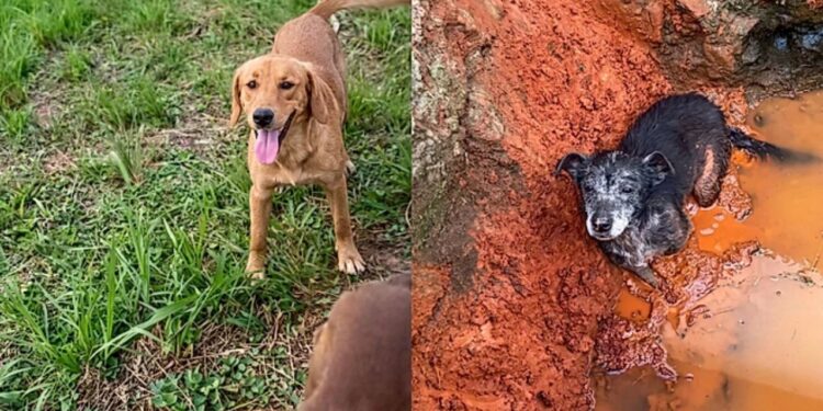 Resgate improvável mostra como um cão mudou o destino de uma cadela abandonada