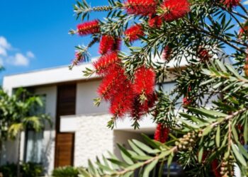 A árvore exótica que virou a favorita no paisagismo por suas flores felpudas que não caem facilmente com o vento forte