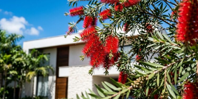 A árvore exótica que virou a favorita no paisagismo por suas flores felpudas que não caem facilmente com o vento forte