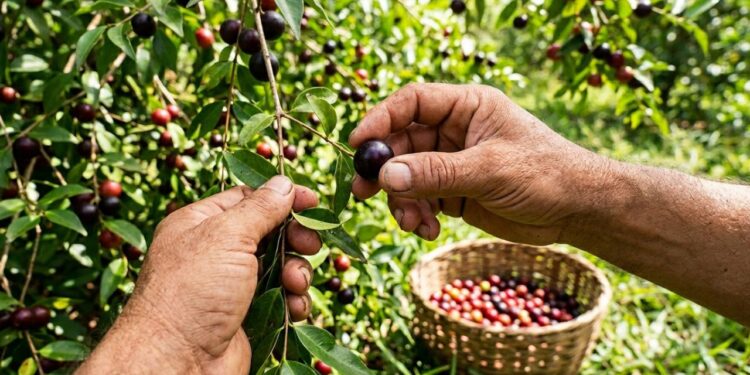 A fruta amazônica que os antigos conheciam e que pode ser cultivada em solos mais úmidos do quintal