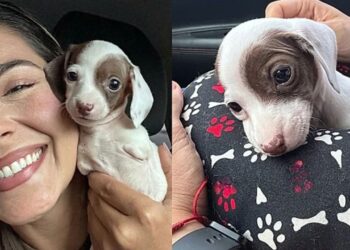 Cão sem patas dianteiras emociona em Goiânia e mostra como a adoção pode transformar vidas