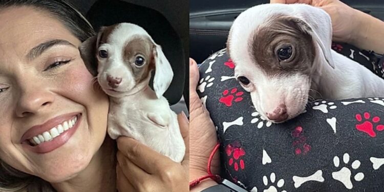 Cão sem patas dianteiras emociona em Goiânia e mostra como a adoção pode transformar vidas