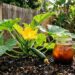 As abobrinhas crescem como fermento: ao plantá-las no buraco, adicione uma colher de sopa de infusão de húmus de minhoca