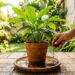 Como eliminar larvas nos pratinhos das plantas em menos de um minuto: truque caseiro eficaz colocando borra de café na água