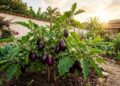 As berinjelas crescem como fermento: ao plantá-las no buraco, adicione meia colher de sal de Epsom para folhas mais verdes