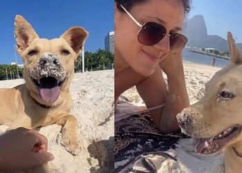 “Ele apareceu, sentou e não foi embora”: vira-lata caramelo muda uma história para sempre
