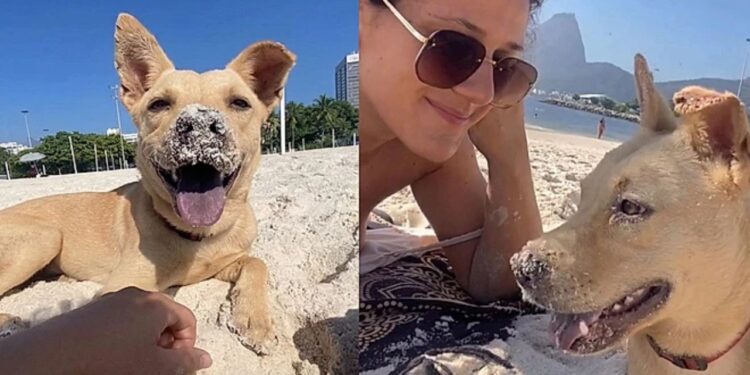 “Ele apareceu, sentou e não foi embora”: vira-lata caramelo muda uma história para sempre