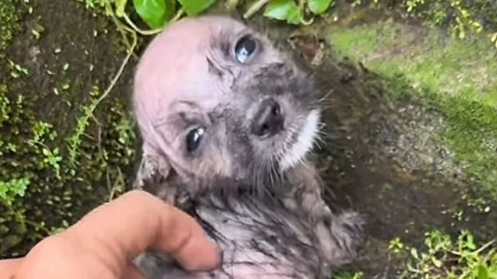 Cachorrinha encontrada congelando quase não sobrevive e resgate revela risco ignorado no frio